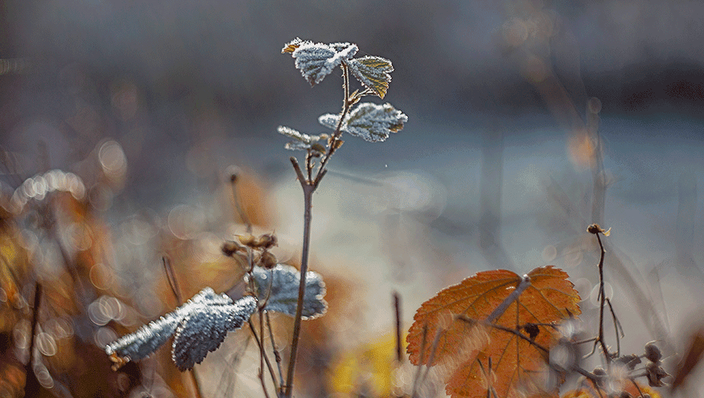 goldenautumn